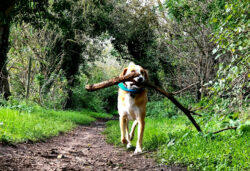 Dog Names That Mean Gentle dog-names-that-mean-gentle