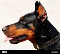 Dog Names That Mean Handsome dog-names-that-mean-handsome