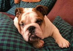 dog-names-that-mean-lazy