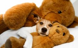 Dog Names That Mean Little Bear dog-names-that-mean-little-bear