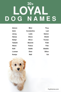 dog-names-that-mean-loyal-friend