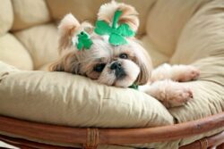 dog-names-that-mean-lucky-or-miracle