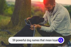 dog-names-that-mean-peace