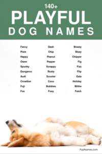 Dog Names That Mean Playful dog-names-that-mean-playful