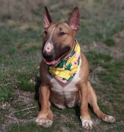 dog-names-that-mean-protector-female