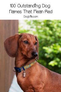 Dog Names That Mean Red dog-names-that-mean-red