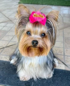 Dog Names That Mean Small dog-names-that-mean-small