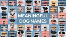 Dog Names That Mean Something In Another Language dog-names-that-mean-something-in-another-language