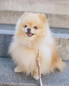 dog-names-that-mean-something-special