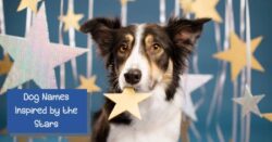 Dog Names That Mean Star dog-names-that-mean-star