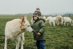 dog-names-that-mean-strong-and-brave