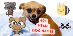 dog-names-that-mean-trouble-maker