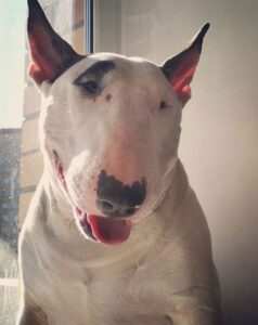 dog-names-that-mean-warrior