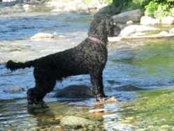 dog-names-that-mean-water
