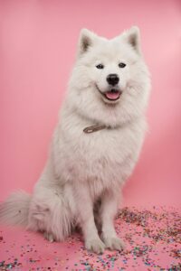 Dog Names That Mean White dog-names-that-mean-white