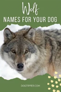 dog-names-that-mean-wolf