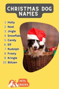 female-dog-names-born-at-christmas