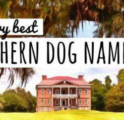 hawaiian-dog-names-that-start-with-k