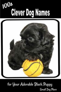 small-black-dog-names-male
