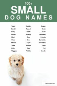 small-breed-female-dog-names