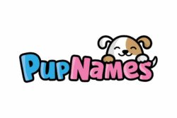 Small Brown Dog Names Male and Female small-brown-dog-names-male-and-female