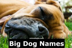 small-dog-names-for-big-dogs