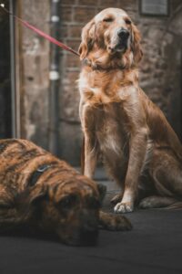 Small Dog Names in Spanish small-dog-names-in-spanish