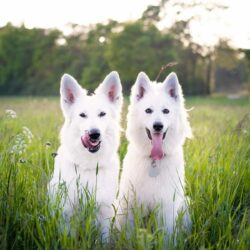 small-white-fluffy-dog-names