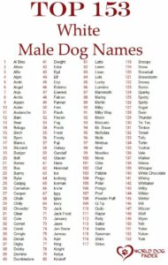 small-white-male-dog-names